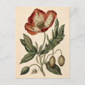 Carte Postale Illustration vintage du pavot (Devant)