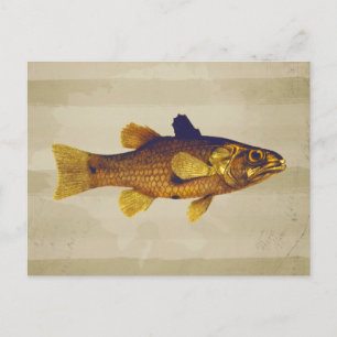 Carte Postale Illustration vintage du poisson d'eau douce
