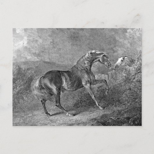 Carte Postale Illustration Vintage du Stallion Horse (Devant)