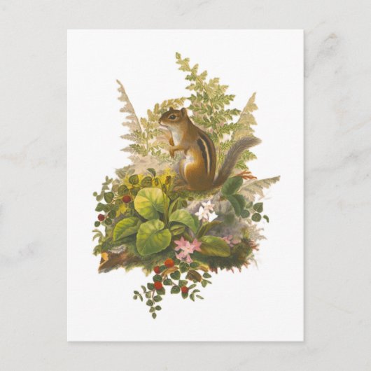 Carte Postale Illustration vintage d'un adorable tamia (Devant)