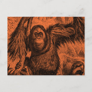Carte Postale Illustration vintage d'un orang-outan orange - Sin