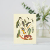 Carte Postale Illustration vintage d'un tamia (Debout devant)