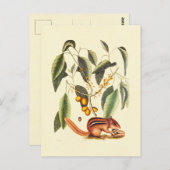 Carte Postale Illustration vintage d'un tamia (Devant / Derrière)