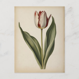 Carte Postale Illustration vintage d'un tulipe