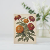 Carte Postale Illustration vintage d'une zinnia (Debout devant)