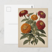 Carte Postale Illustration vintage d'une zinnia (Devant / Derrière)