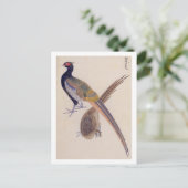 Carte Postale Illustration vintage : faisan (Debout devant)