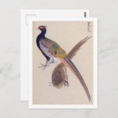 Carte Postale Illustration vintage : faisan (Devant / Derrière)