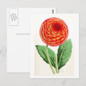 Carte Postale Illustration Vintage "Flambeau Dahlia" (Devant / Derrière)