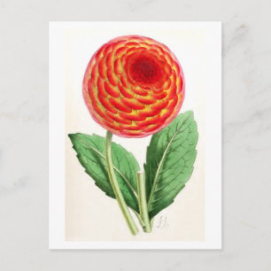 Carte Postale Illustration Vintage "Flambeau Dahlia"