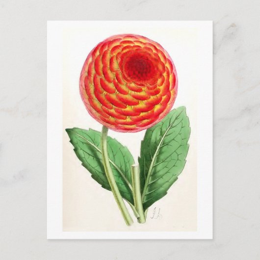 Carte Postale Illustration Vintage "Flambeau Dahlia" (Devant)