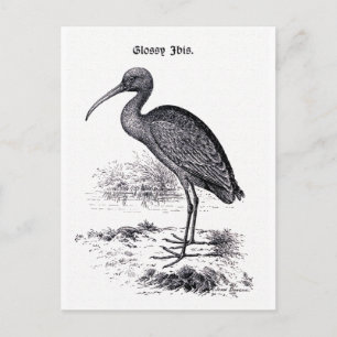 Carte Postale Illustration Vintage "Glossy Ibis"