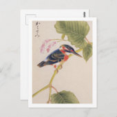 Carte Postale illustration vintage : Kingfisher (Devant / Derrière)