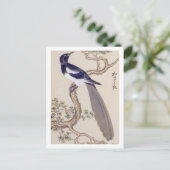Carte Postale Illustration vintage : Magpie eurasiatique (Debout devant)