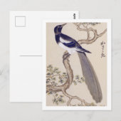 Carte Postale Illustration vintage : Magpie eurasiatique (Devant / Derrière)
