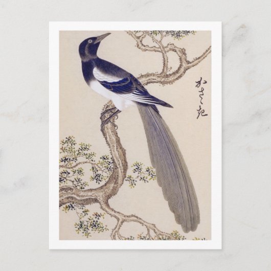 Carte Postale Illustration vintage : Magpie eurasiatique (Devant)