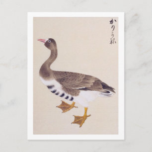 Carte Postale Illustration vintage : Oie sauvage
