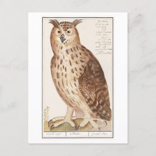Carte Postale Illustration vintage Owl