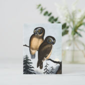 Carte Postale Illustration vintage Owl (Debout devant)
