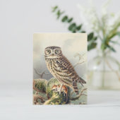 Carte Postale Illustration vintage Owl (Debout devant)