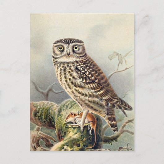 Carte Postale Illustration vintage Owl (Devant)