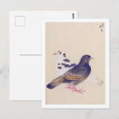Carte Postale Illustration vintage : Pigeon (Devant / Derrière)