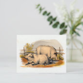 Carte Postale Illustration vintage Pigs (Debout devant)