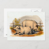 Carte Postale Illustration vintage Pigs (Devant / Derrière)