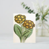 Carte Postale Illustration Vintage "Polyanthus" (Debout devant)