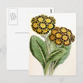 Carte Postale Illustration Vintage "Polyanthus" (Devant / Derrière)