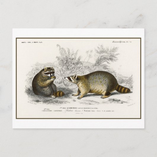 Carte Postale Illustration vintage Raccoon (Devant)