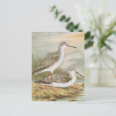 Carte Postale Illustration Vintage "Redshank" (Debout devant)