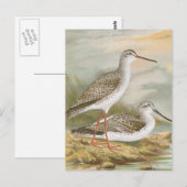 Carte Postale Illustration Vintage "Redshank" (Devant / Derrière)