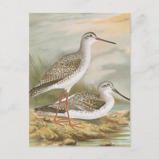 Carte Postale Illustration Vintage "Redshank" (Devant)