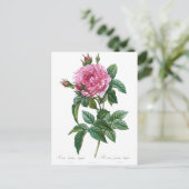 Carte Postale Illustration vintage Rose (Debout devant)