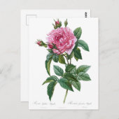 Carte Postale Illustration vintage Rose (Devant / Derrière)