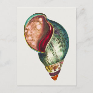 Carte Postale Illustration vintage Sea Shell par George Shaw