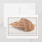 Carte Postale Illustration vintage Seashell (Devant / Derrière)