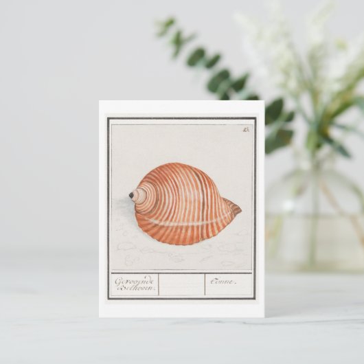 Carte Postale Illustration vintage Seashell (Debout devant)