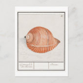 Carte Postale Illustration vintage Seashell (Devant)