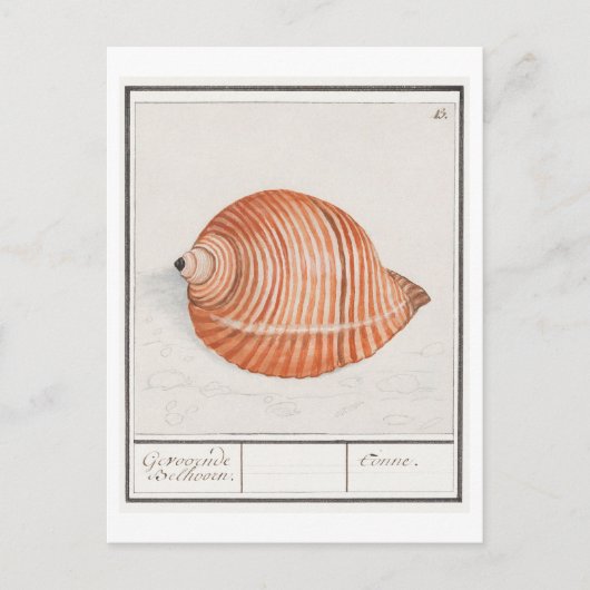 Carte Postale Illustration vintage Seashell (Devant)