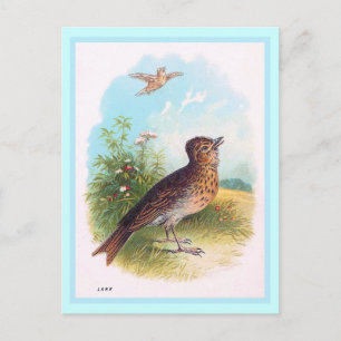 Carte Postale Illustration Vintage "The Lark"