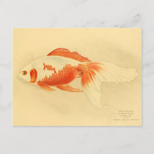 Carte Postale Illustration watonai goldfish Koï