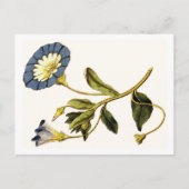 Carte Postale Illustrations botaniques de Curtis (Devant)