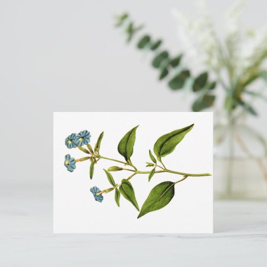 Carte Postale Illustrations botaniques de Curtis (Debout devant)