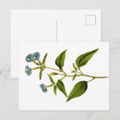 Carte Postale Illustrations botaniques de Curtis (Devant / Derrière)