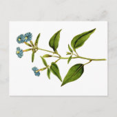 Carte Postale Illustrations botaniques de Curtis (Devant)