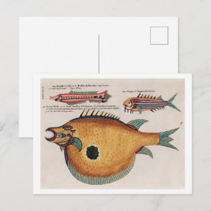 Carte Postale Illustrations colorées et surréalistes de poissons
