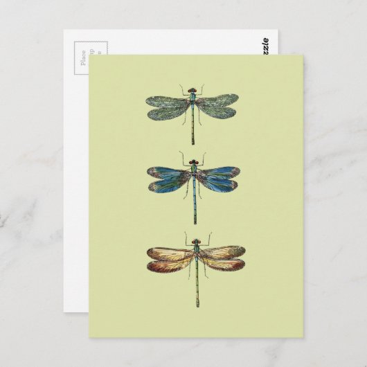 Carte Postale Illustrations de libellules (Devant / Derrière)