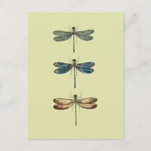 Carte Postale Illustrations de libellules